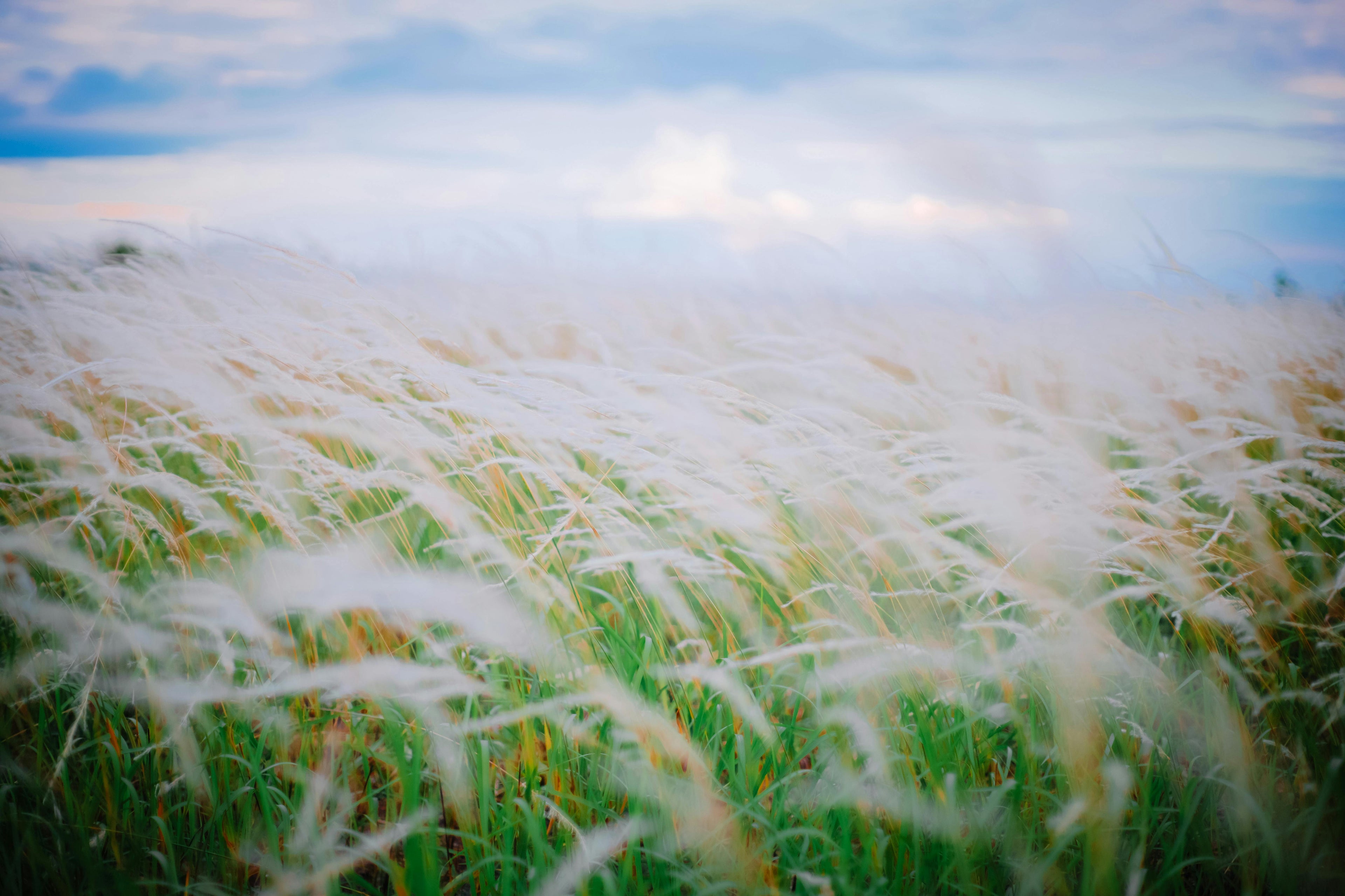 Field of weeds blowing in the wind