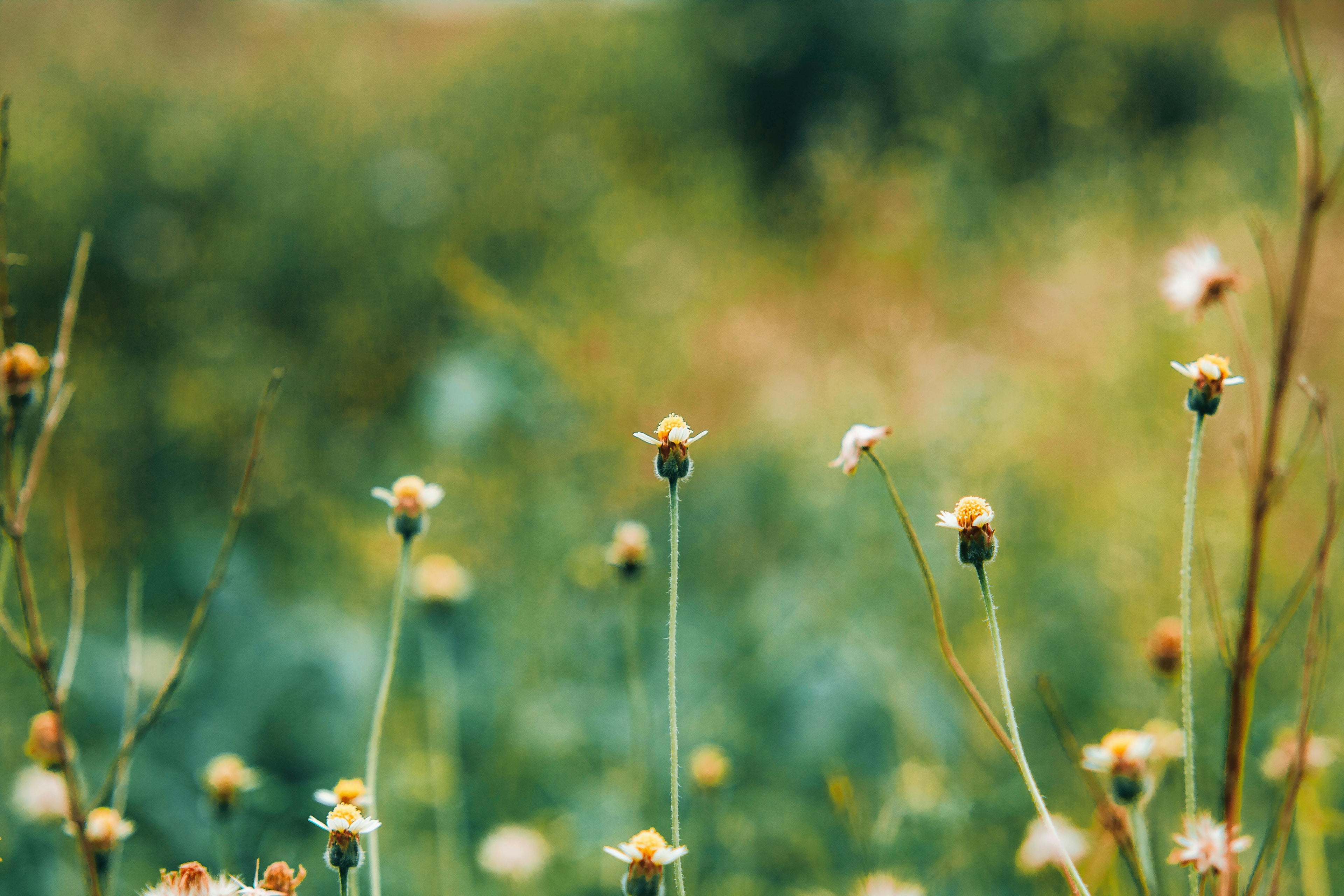 flowers in a field