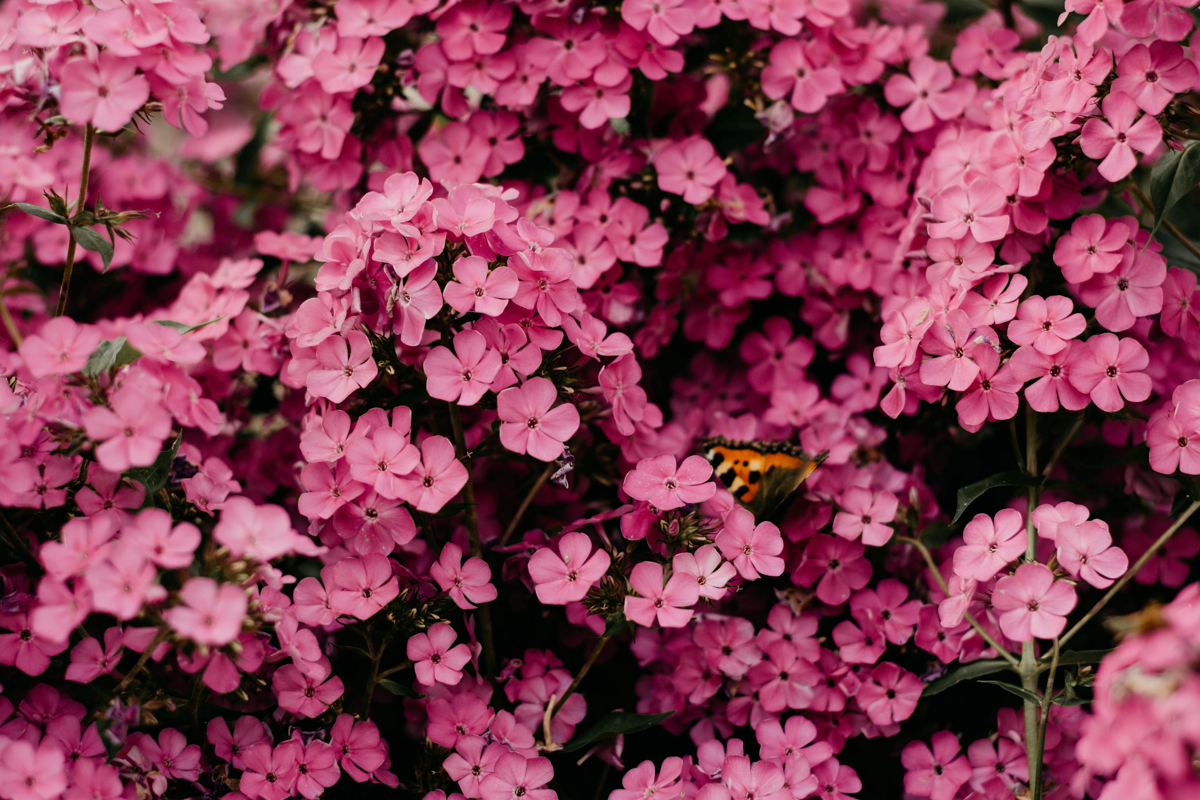 Pink Flowers with a butterfly sitting on them
