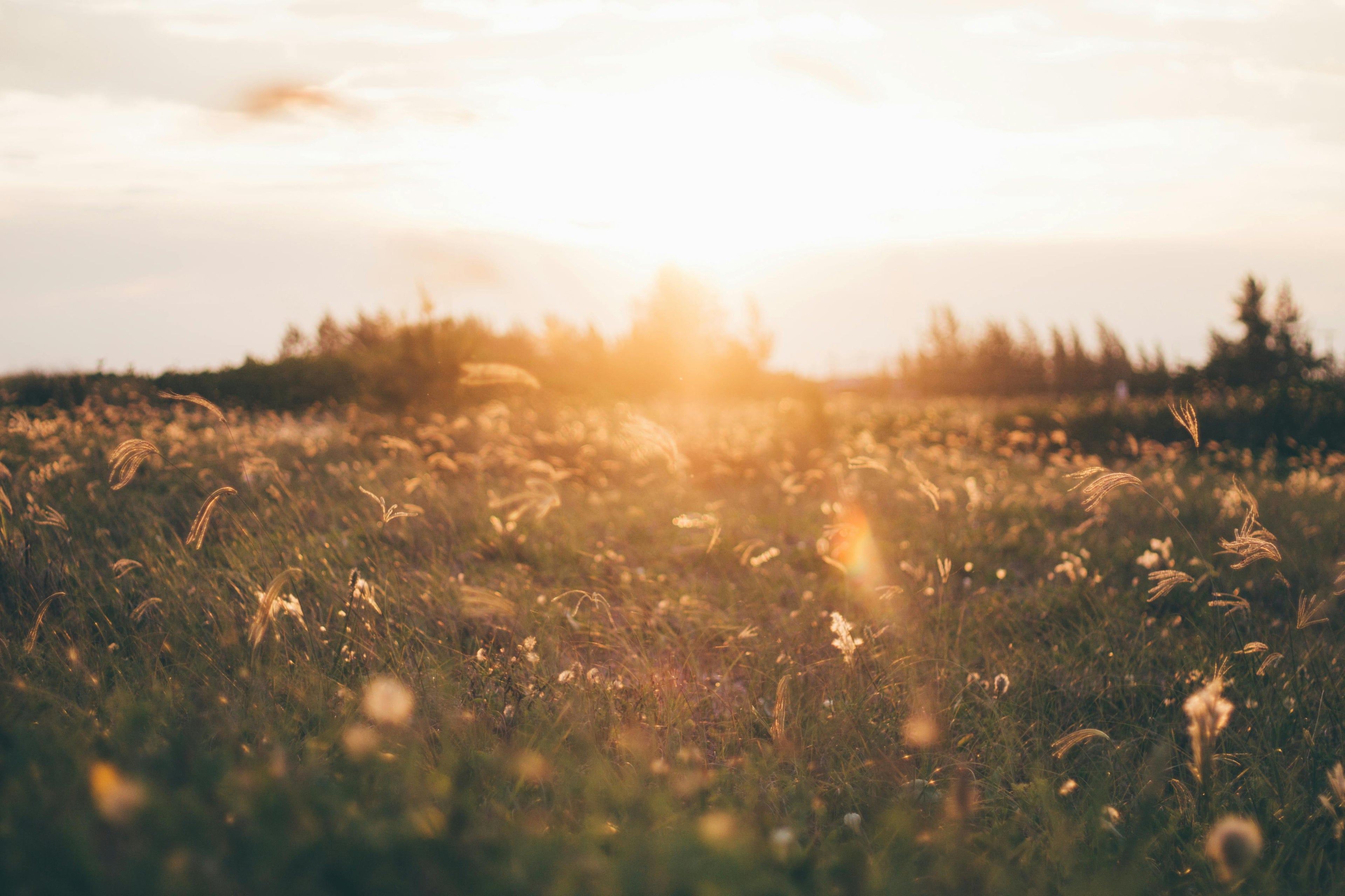field of grass with the sun setting in the background
